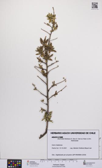 Gochnatia foliolosa [Espécimen: UCH:AGUCH:0021965]
