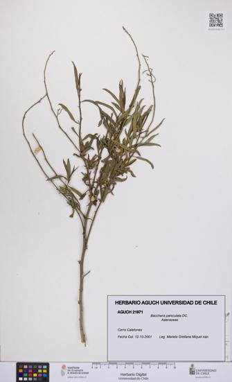Baccharis paniculata [Espécimen: UCH:AGUCH:0021971]