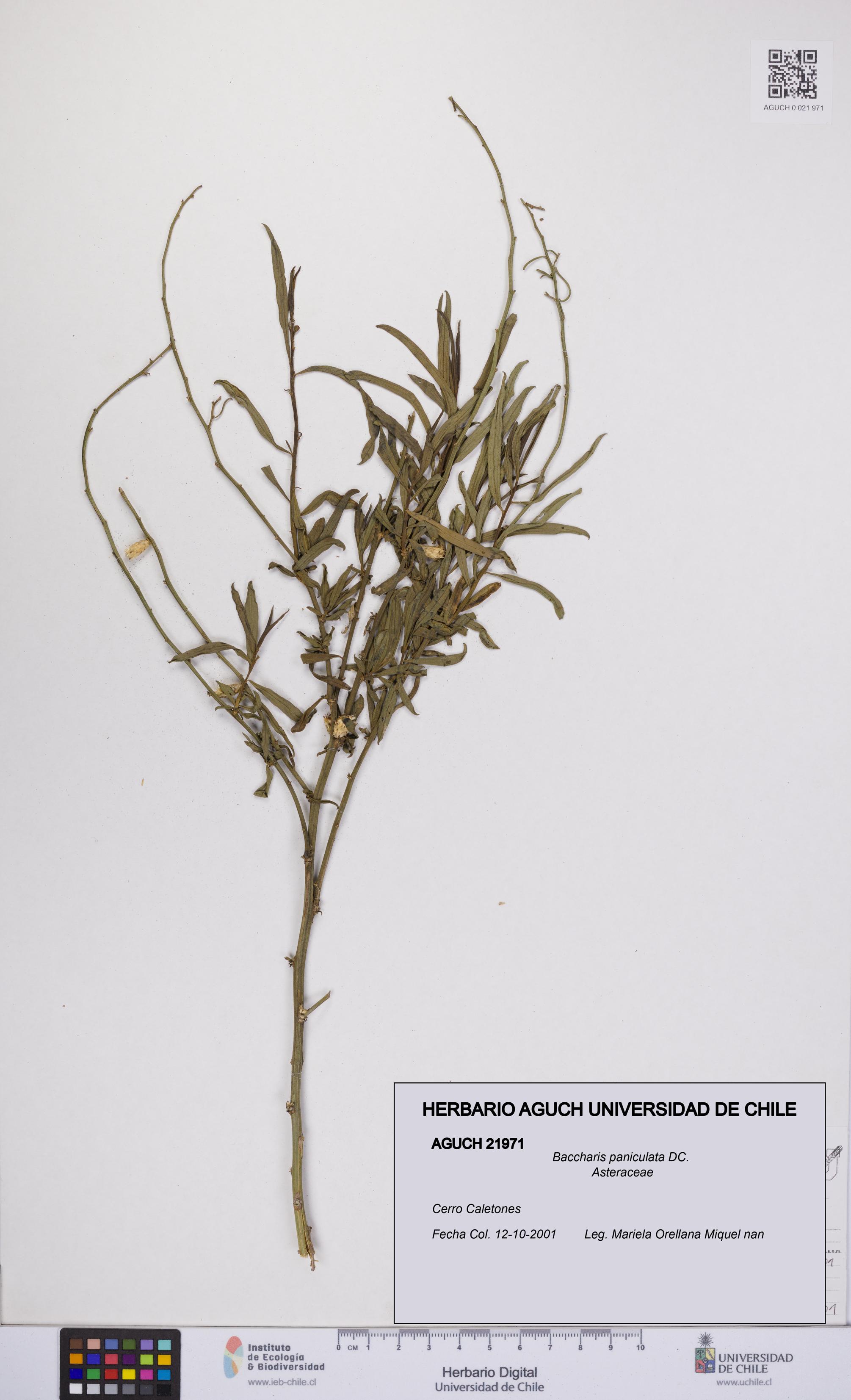 Baccharis paniculata [Espécimen: UCH:AGUCH:0021971]