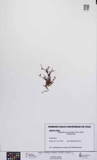 Plagiobothrys myosotoides [Espécimen: UCH:AGUCH:0021975]