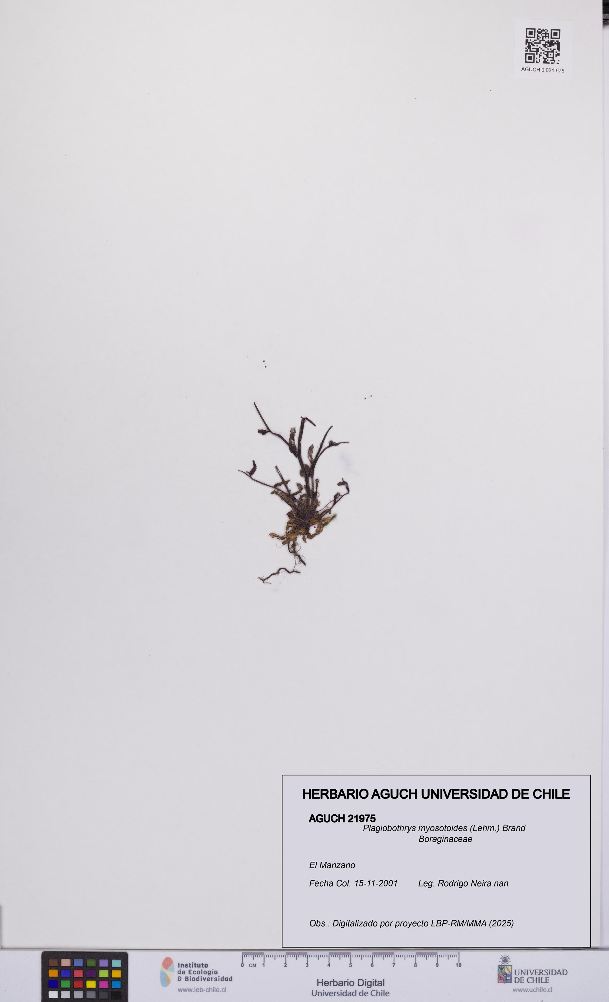 Plagiobothrys myosotoides [Espécimen: UCH:AGUCH:0021975]