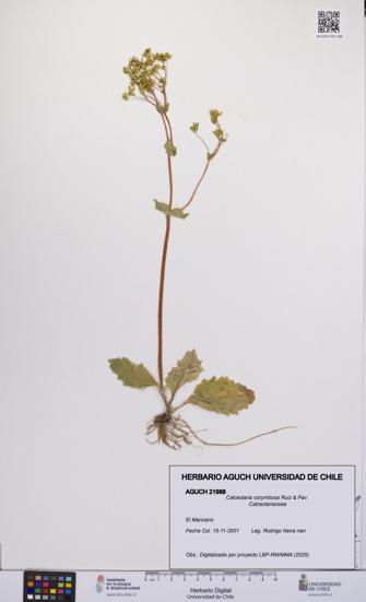 Calceolaria corymbosa [Espécimen: UCH:AGUCH:0021988]