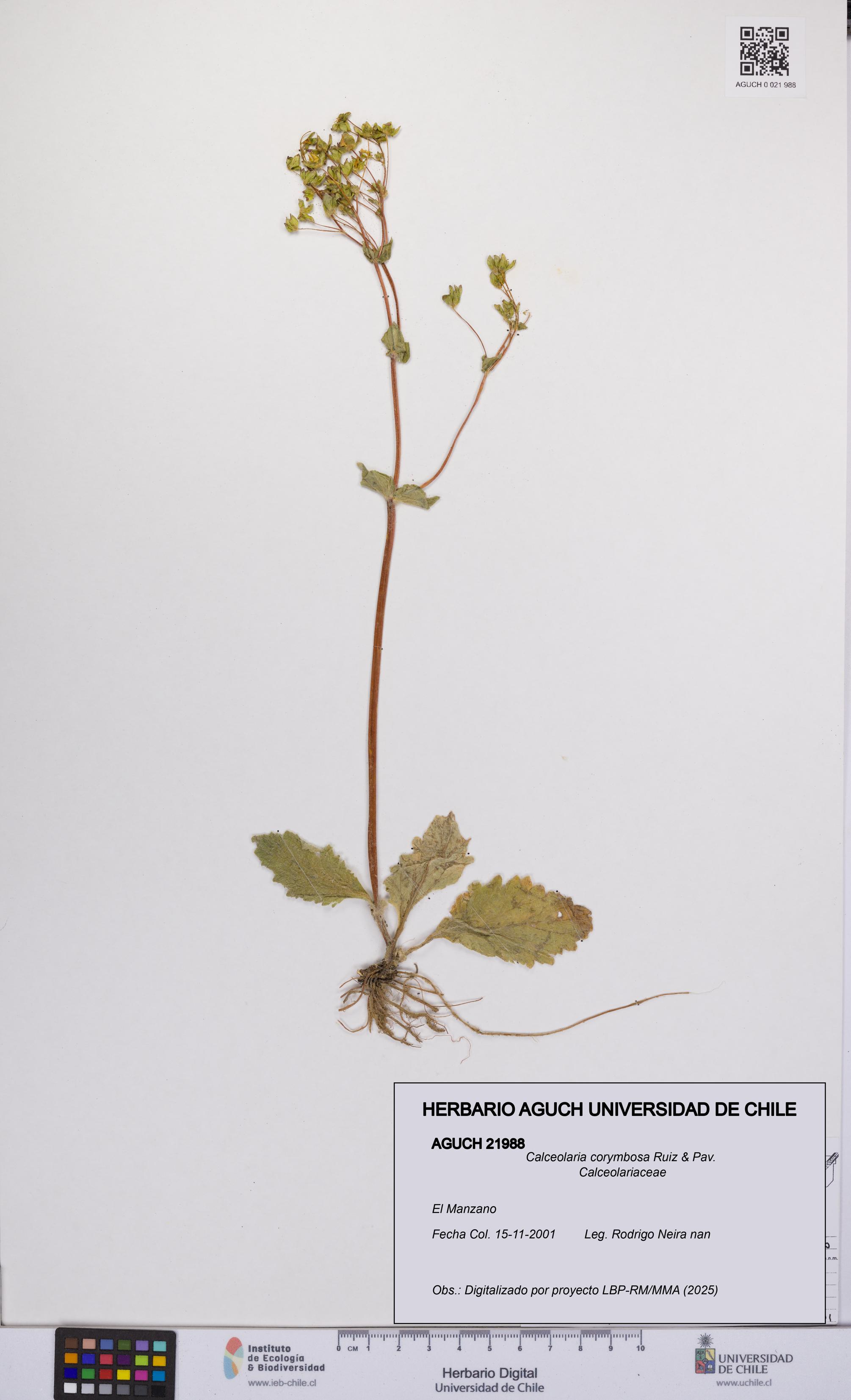 Calceolaria corymbosa [Espécimen: UCH:AGUCH:0021988]