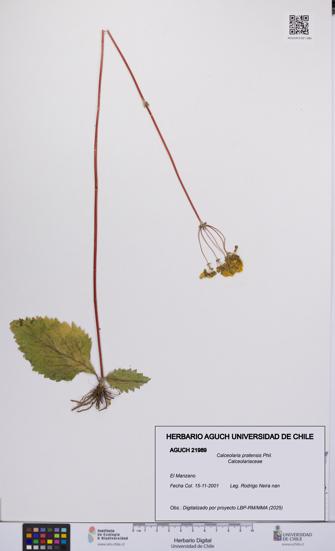 Calceolaria pratensis [Espécimen: UCH:AGUCH:0021989]