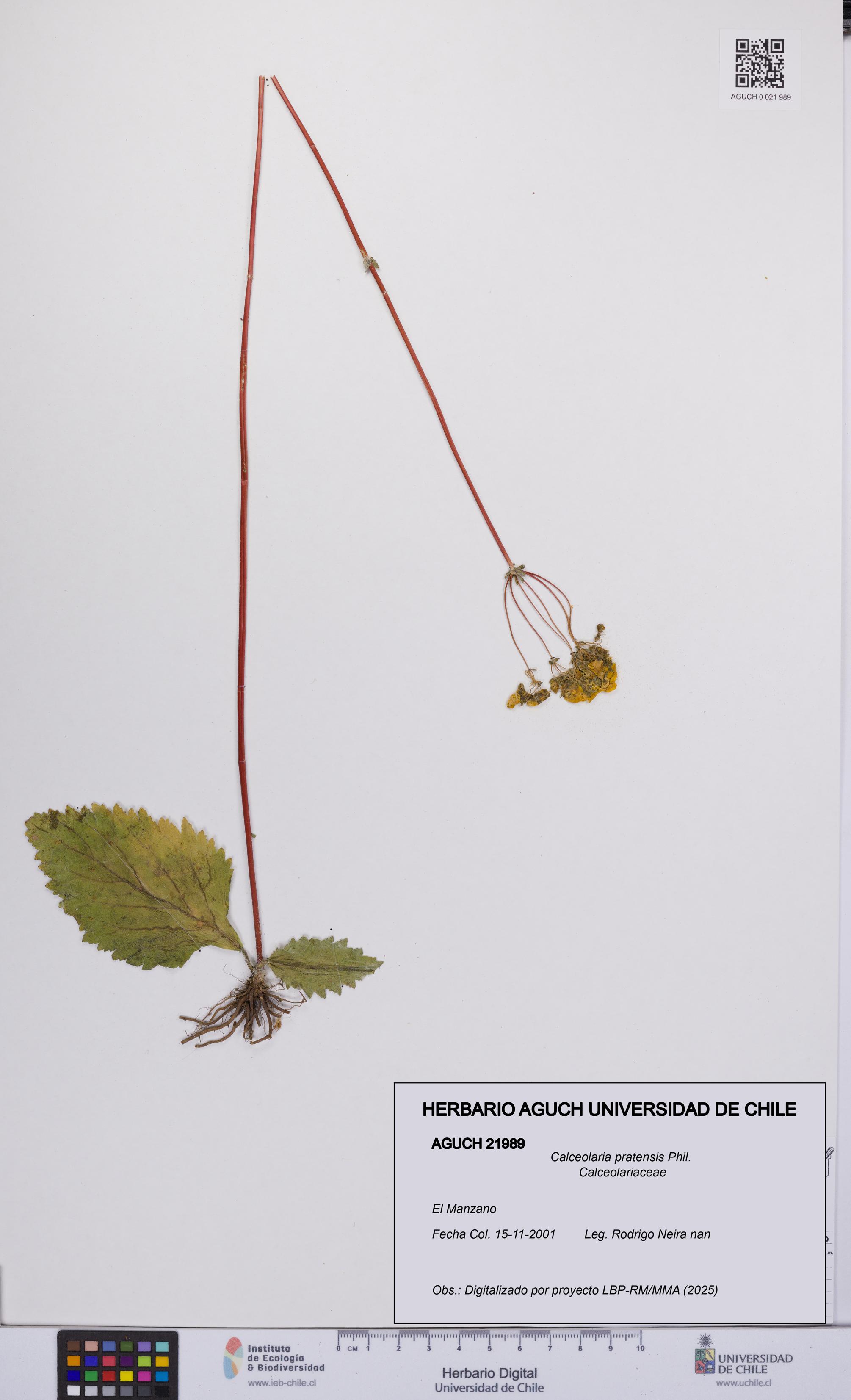 Calceolaria pratensis [Espécimen: UCH:AGUCH:0021989]