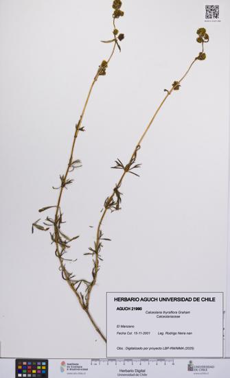 Calceolaria thyrsiflora [Espécimen: UCH:AGUCH:0021990]