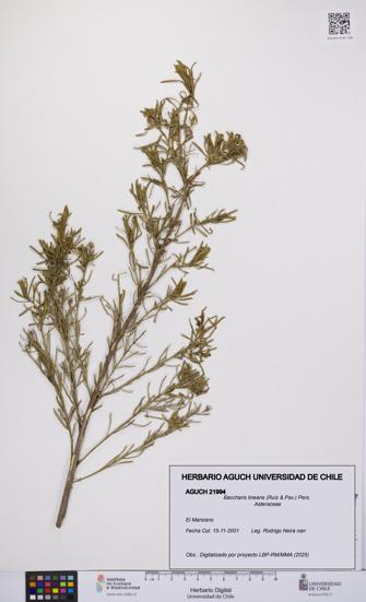 Baccharis linearis [Espécimen: UCH:AGUCH:0021994]