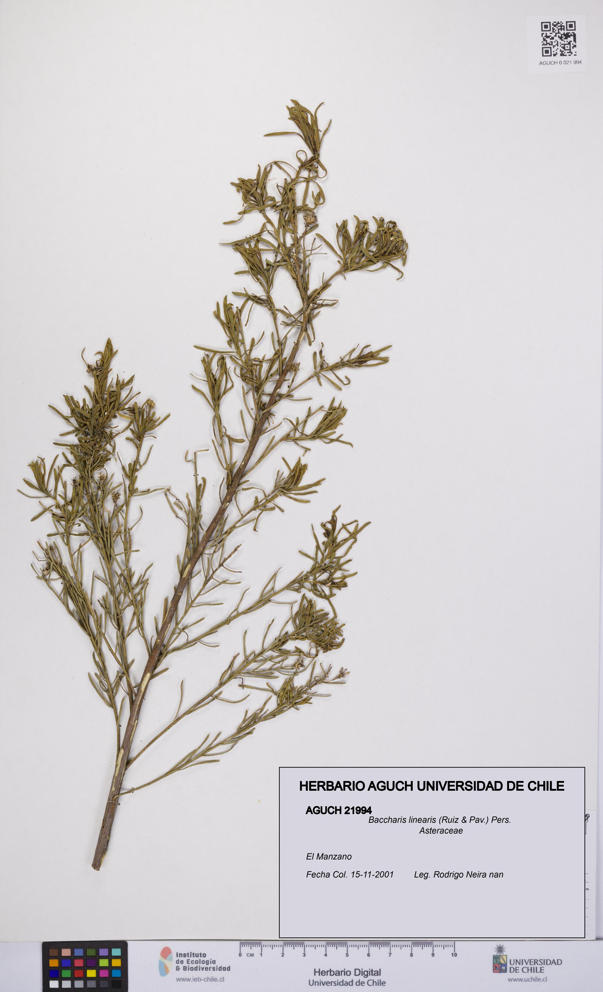 Baccharis linearis [Espécimen: UCH:AGUCH:0021994]