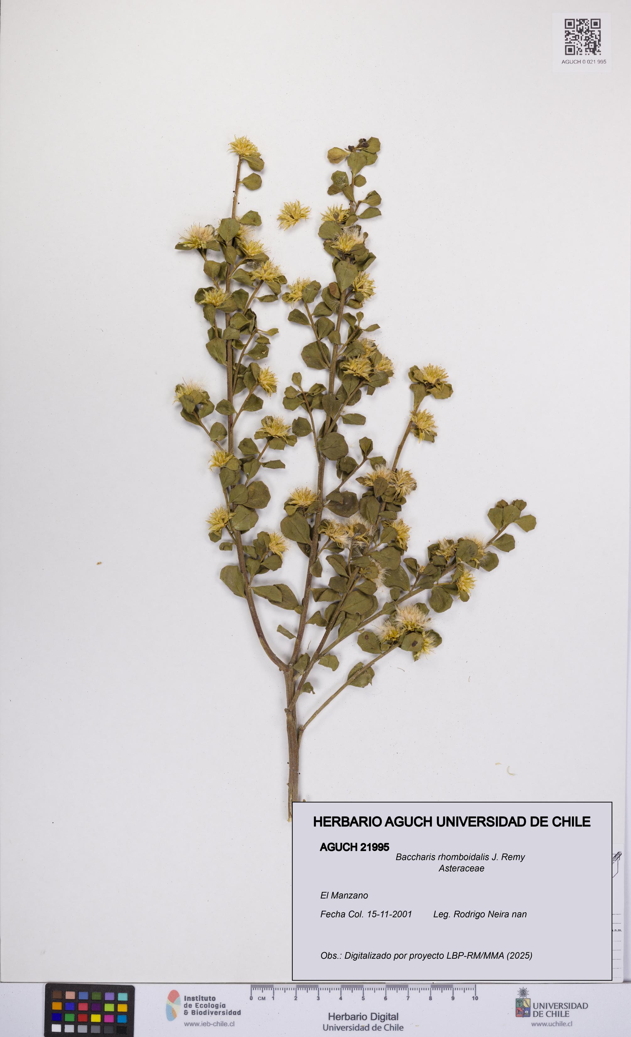 Baccharis rhomboidalis [Espécimen: UCH:AGUCH:0021995]
