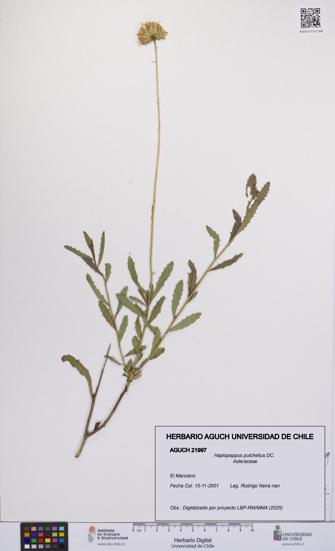 Haplopappus pulchellus [Espécimen: UCH:AGUCH:0021997]