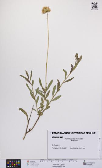 Haplopappus pulchellus [Espécimen: UCH:AGUCH:0021997]