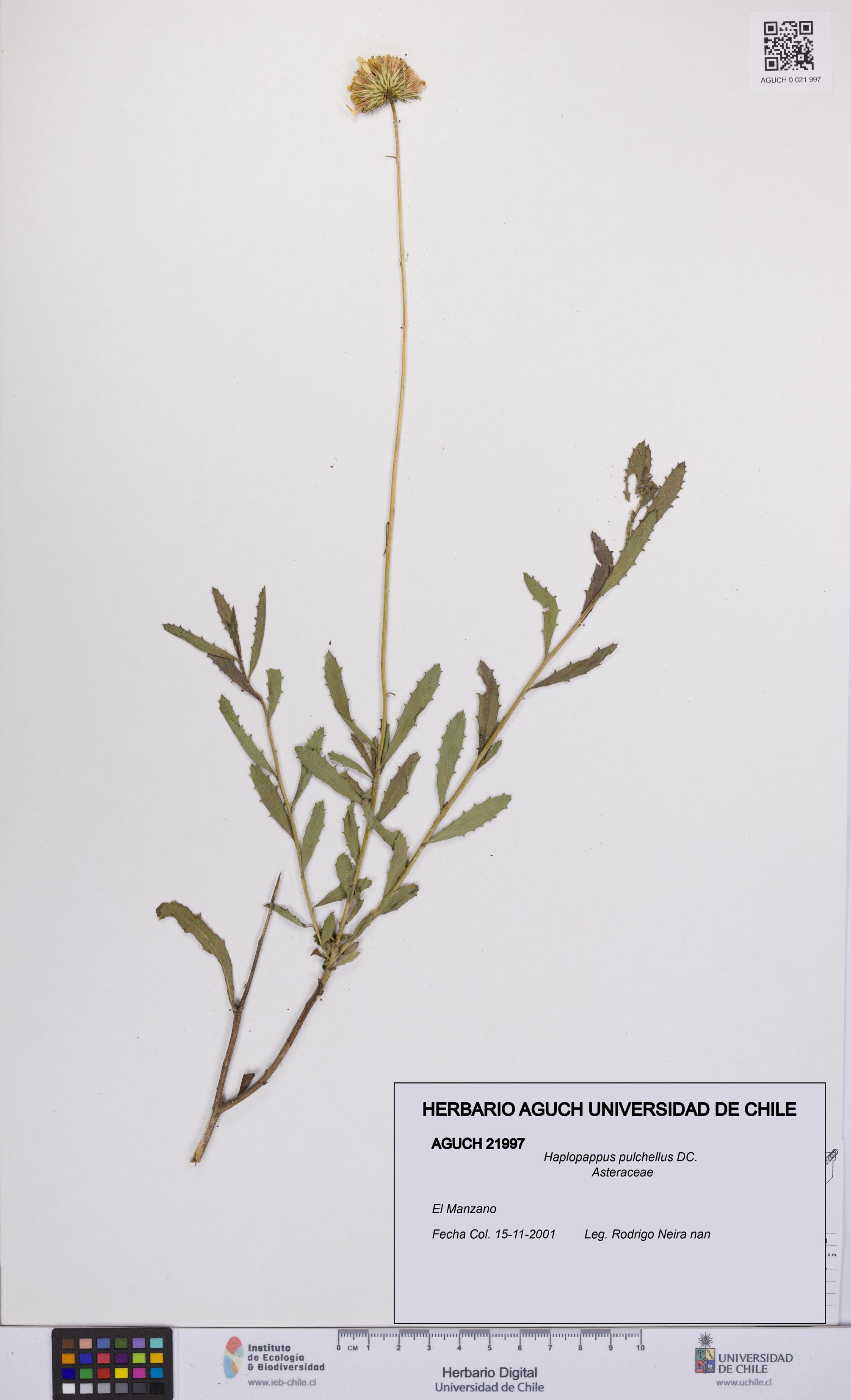 Haplopappus pulchellus [Espécimen: UCH:AGUCH:0021997]