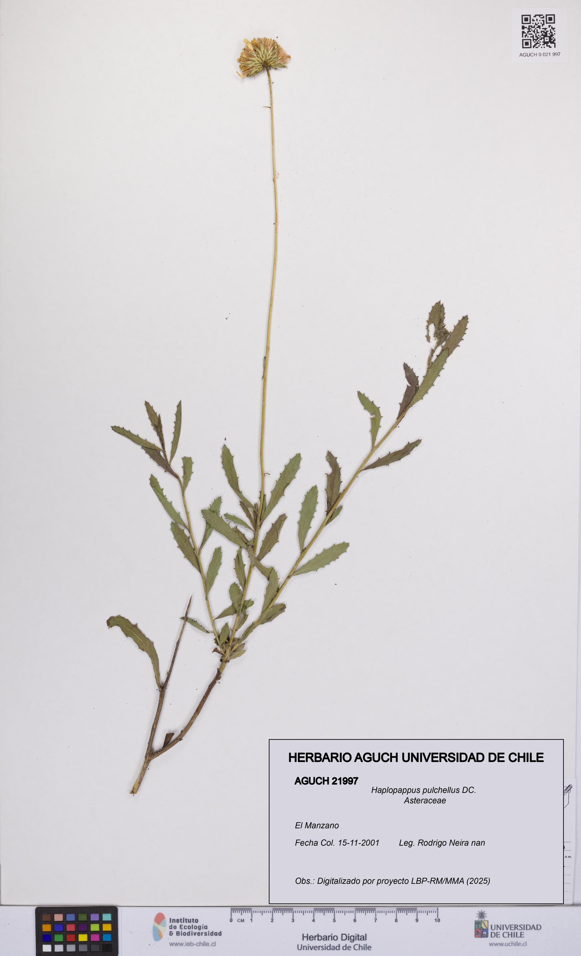 Haplopappus pulchellus [Espécimen: UCH:AGUCH:0021997]