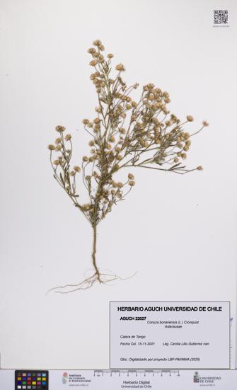 Conyza bonariensis [Espécimen: UCH:AGUCH:0022027]