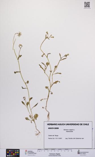 Senecio vulgaris [Espécimen: UCH:AGUCH:0022029]