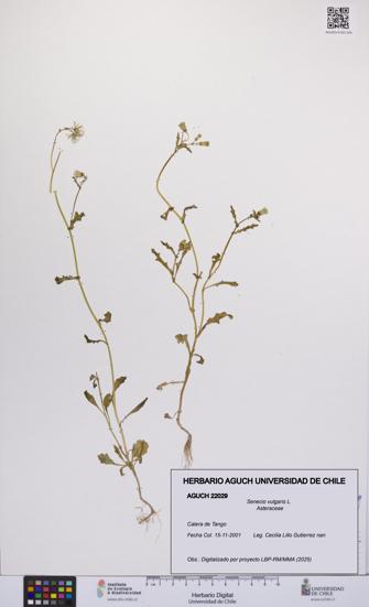 Senecio vulgaris [Espécimen: UCH:AGUCH:0022029]