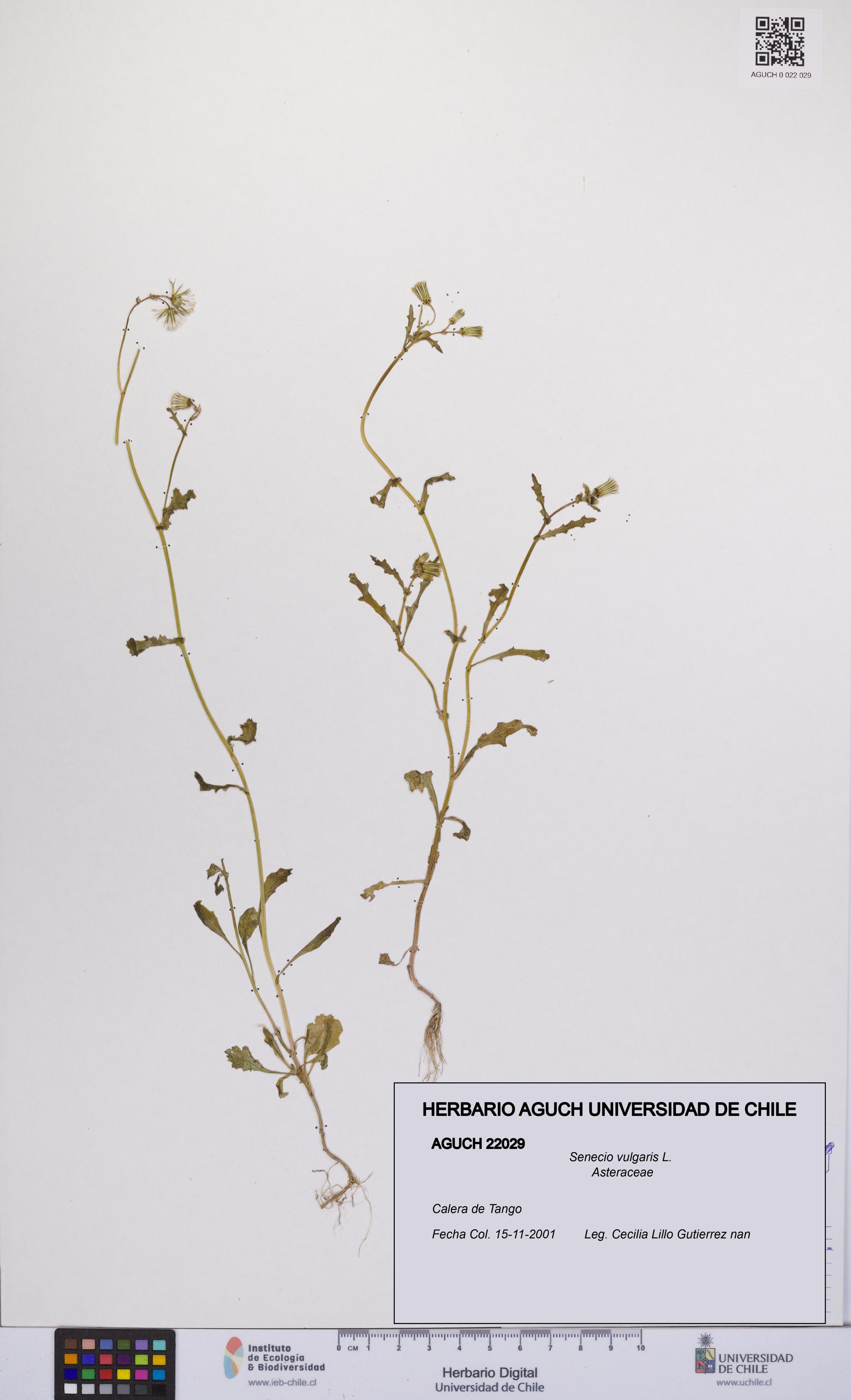 Senecio vulgaris [Espécimen: UCH:AGUCH:0022029]
