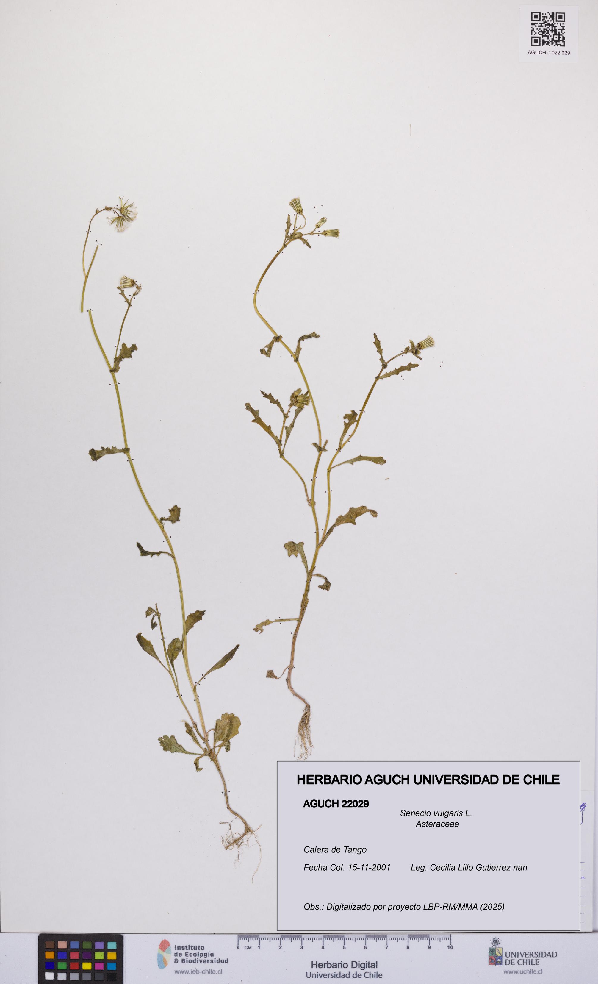 Senecio vulgaris [Espécimen: UCH:AGUCH:0022029]