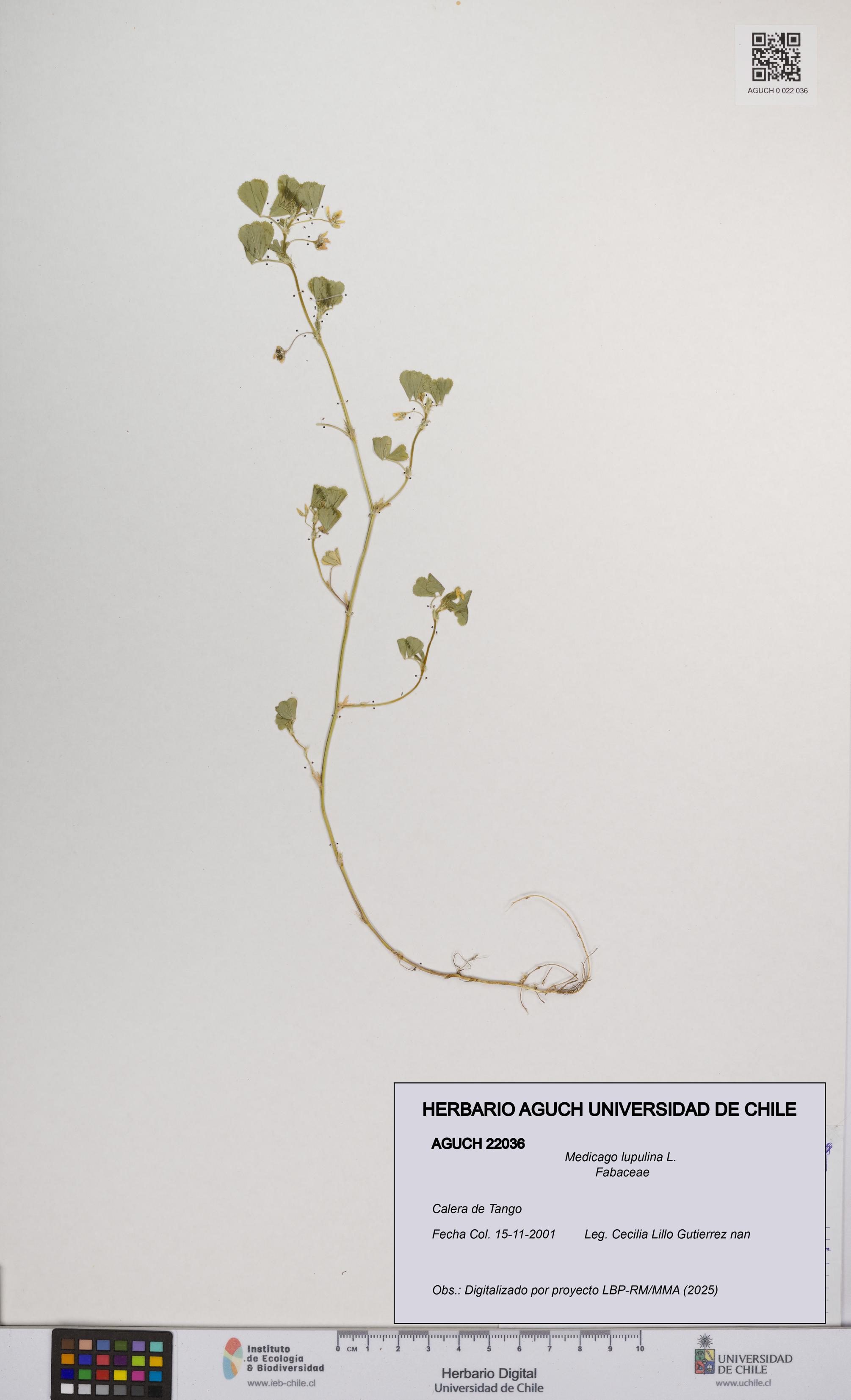 Medicago lupulina [Espécimen: UCH:AGUCH:0022036]