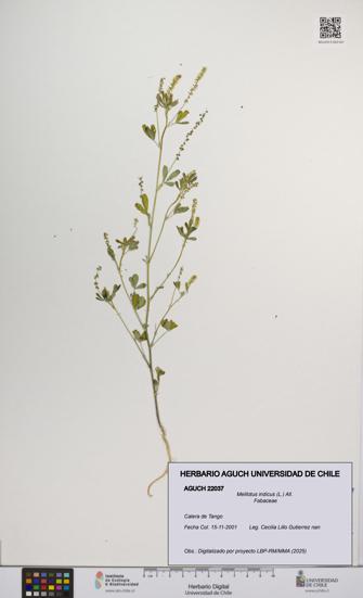 Melilotus indicus [Espécimen: UCH:AGUCH:0022037]