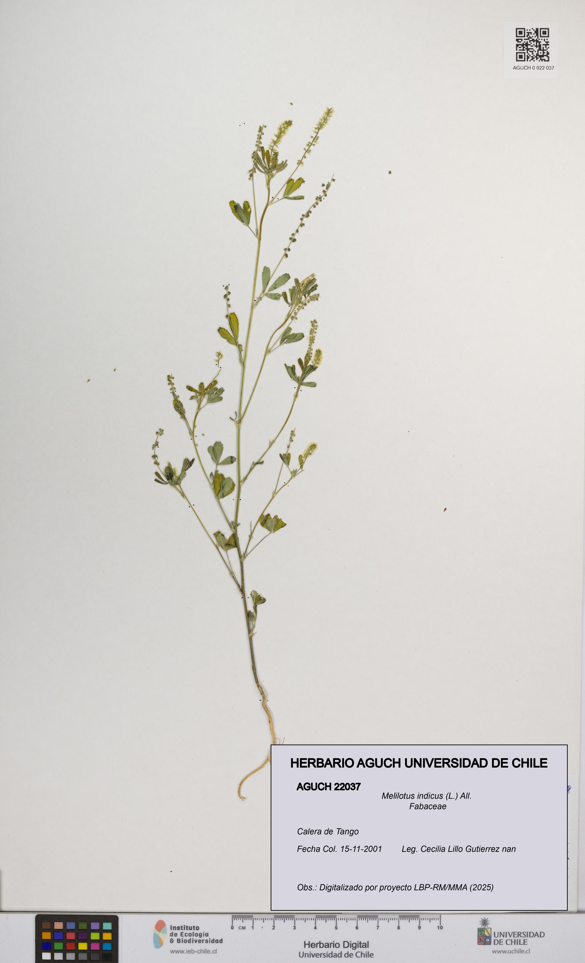 Melilotus indicus [Espécimen: UCH:AGUCH:0022037]