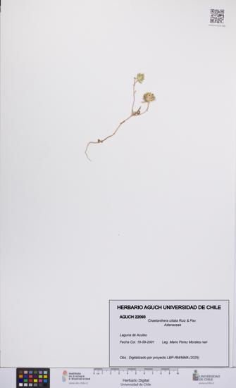 Chaetanthera ciliata [Espécimen: UCH:AGUCH:0022093]