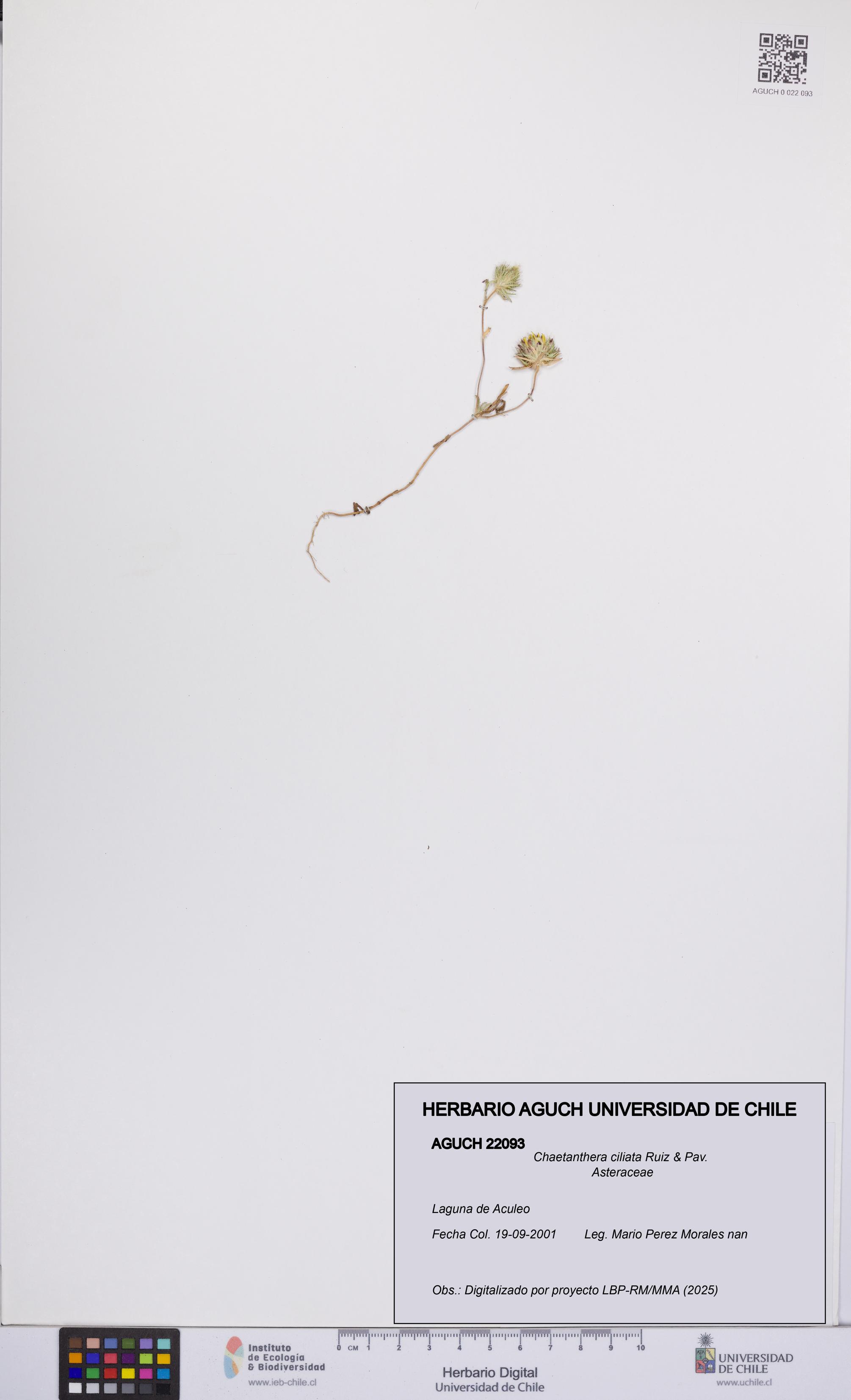 Chaetanthera ciliata [Espécimen: UCH:AGUCH:0022093]