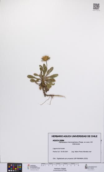 Haplopappus macrocephalus [Espécimen: UCH:AGUCH:0022094]