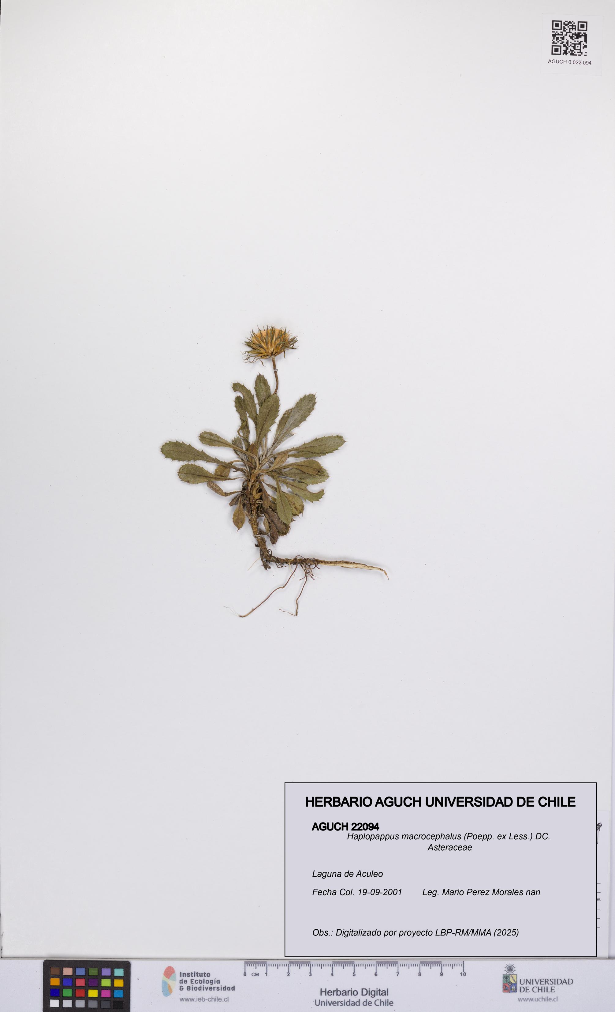 Haplopappus macrocephalus [Espécimen: UCH:AGUCH:0022094]