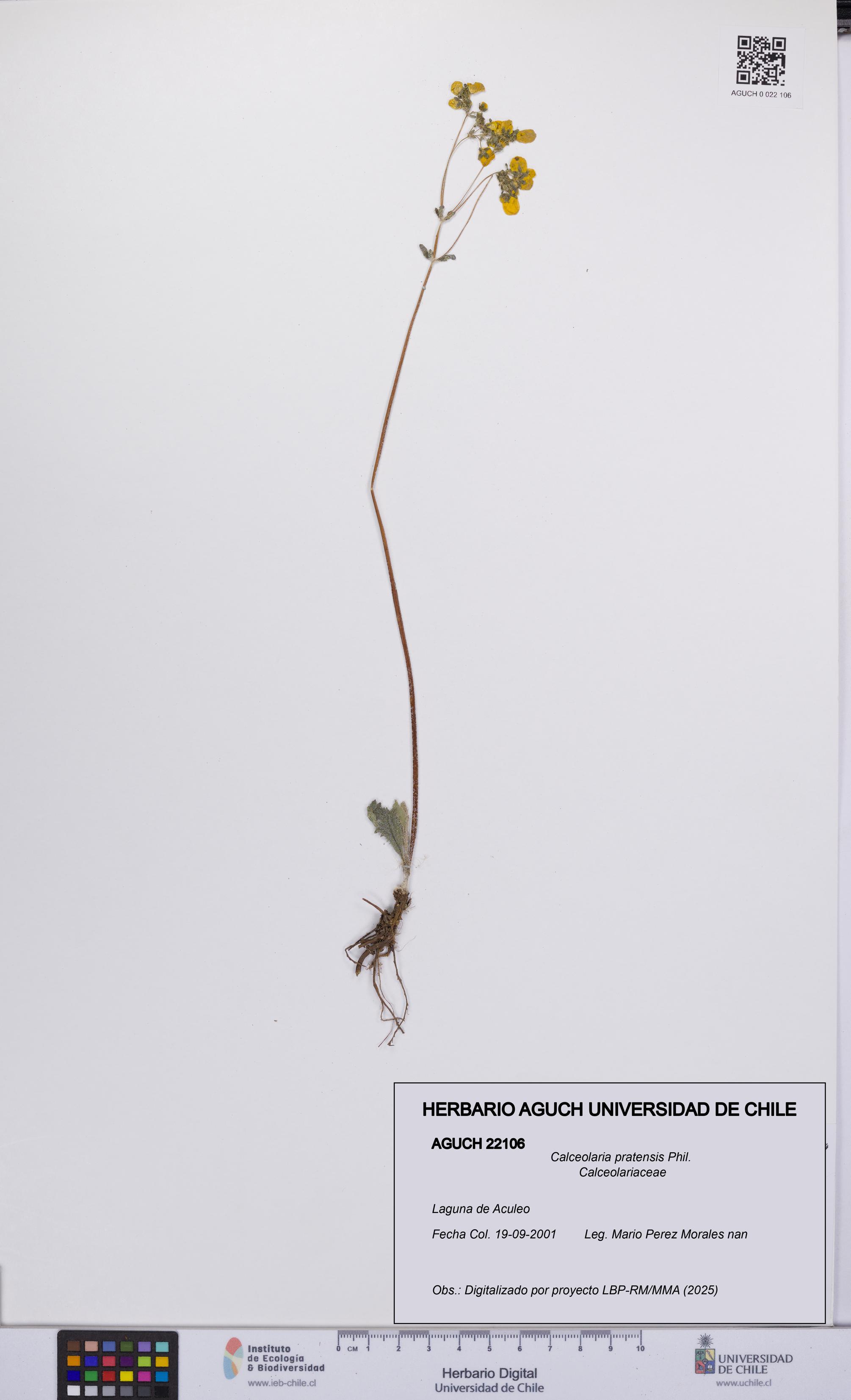 Calceolaria pratensis [Espécimen: UCH:AGUCH:0022106]