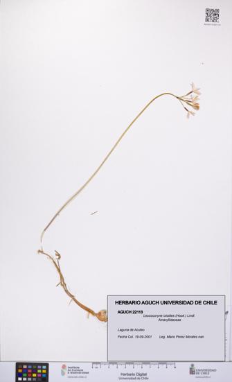 Leucocoryne ixioides [Espécimen: UCH:AGUCH:0022113]