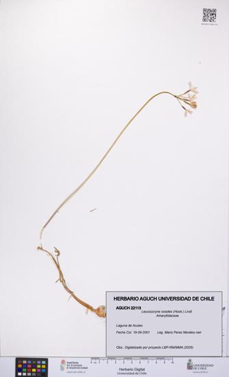 Leucocoryne ixioides [Espécimen: UCH:AGUCH:0022113]