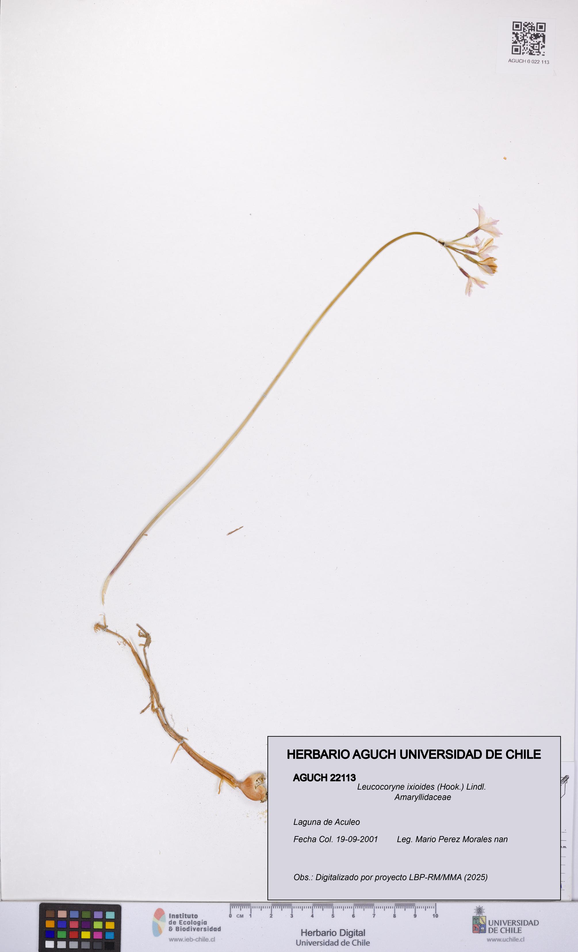Leucocoryne ixioides [Espécimen: UCH:AGUCH:0022113]