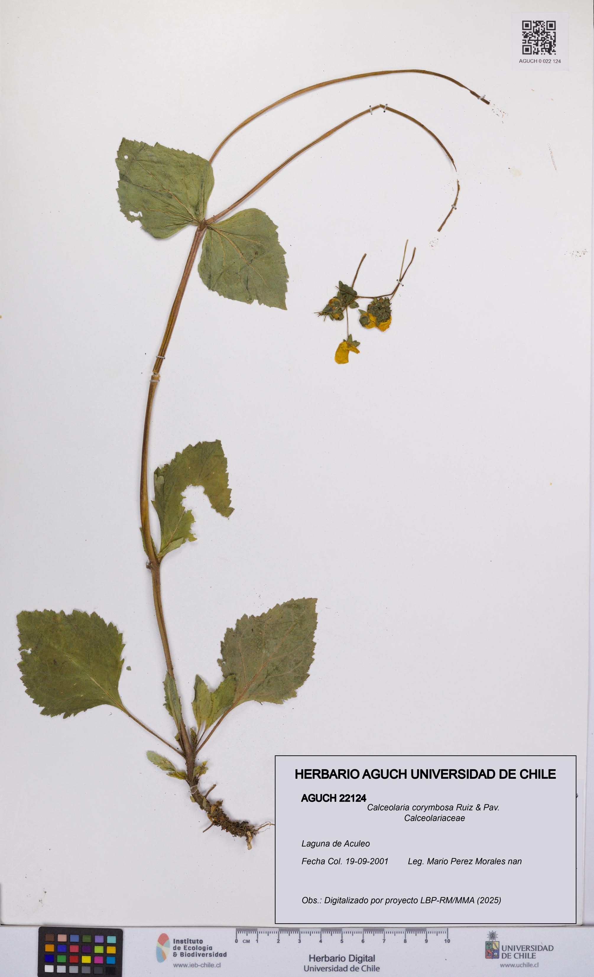 Calceolaria corymbosa [Espécimen: UCH:AGUCH:0022124]