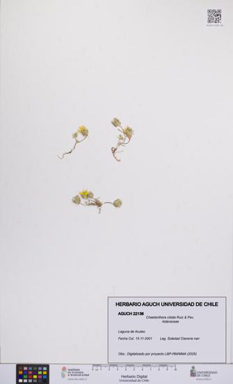 Chaetanthera ciliata [Espécimen: UCH:AGUCH:0022136]