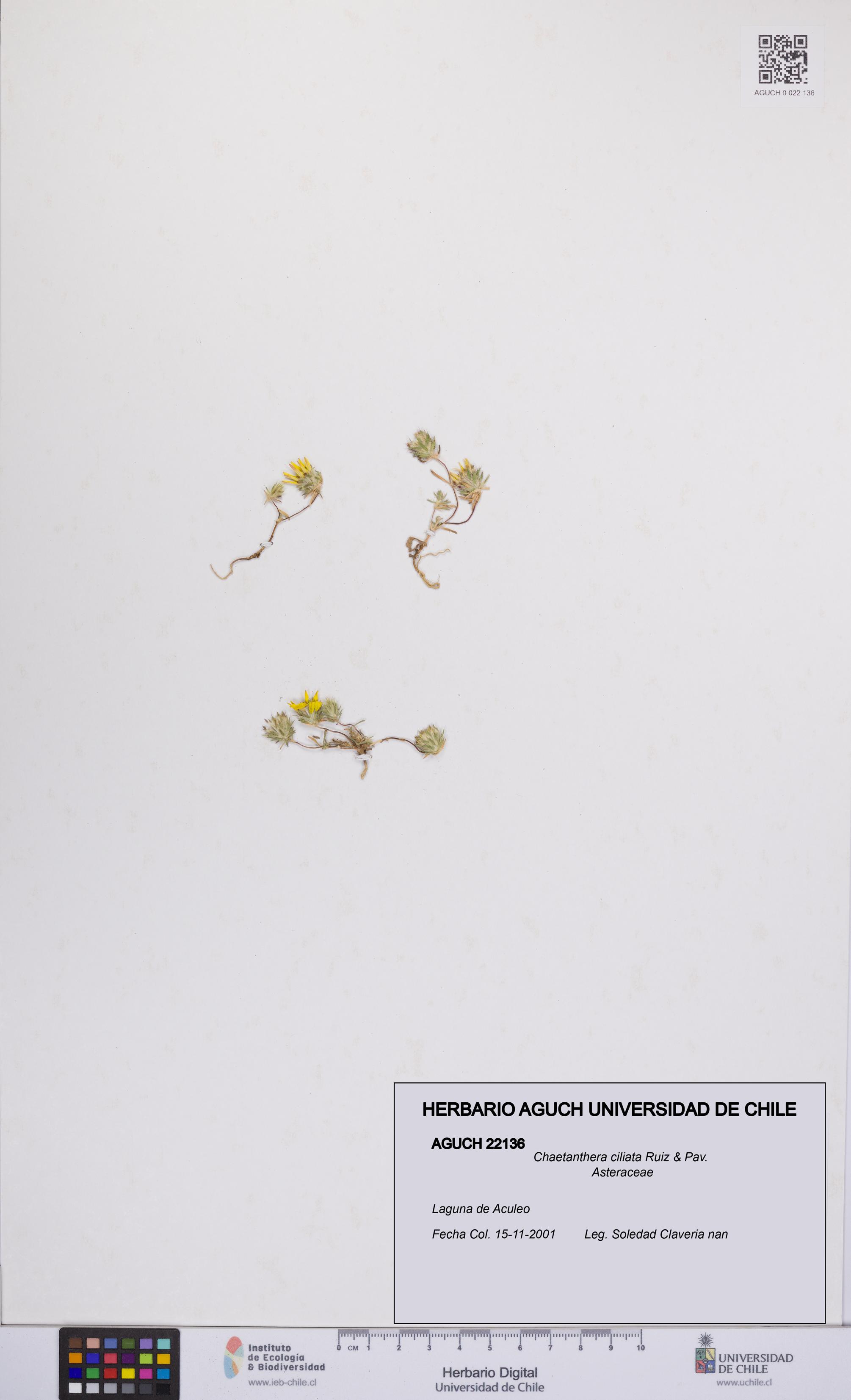Chaetanthera ciliata [Espécimen: UCH:AGUCH:0022136]