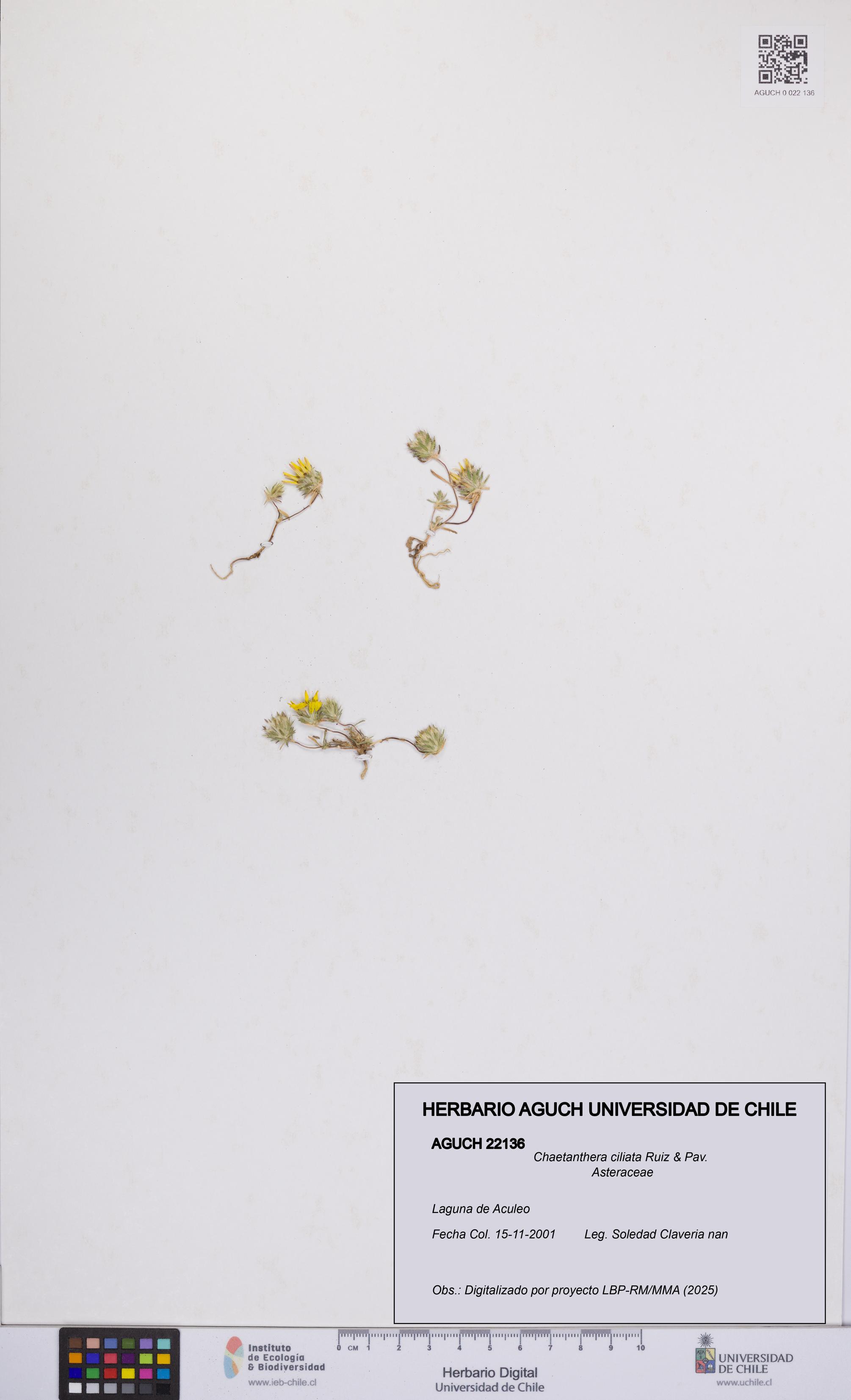 Chaetanthera ciliata [Espécimen: UCH:AGUCH:0022136]