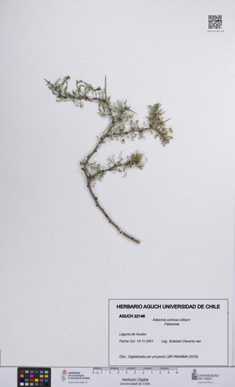 Adesmia confusa [Espécimen: UCH:AGUCH:0022146]