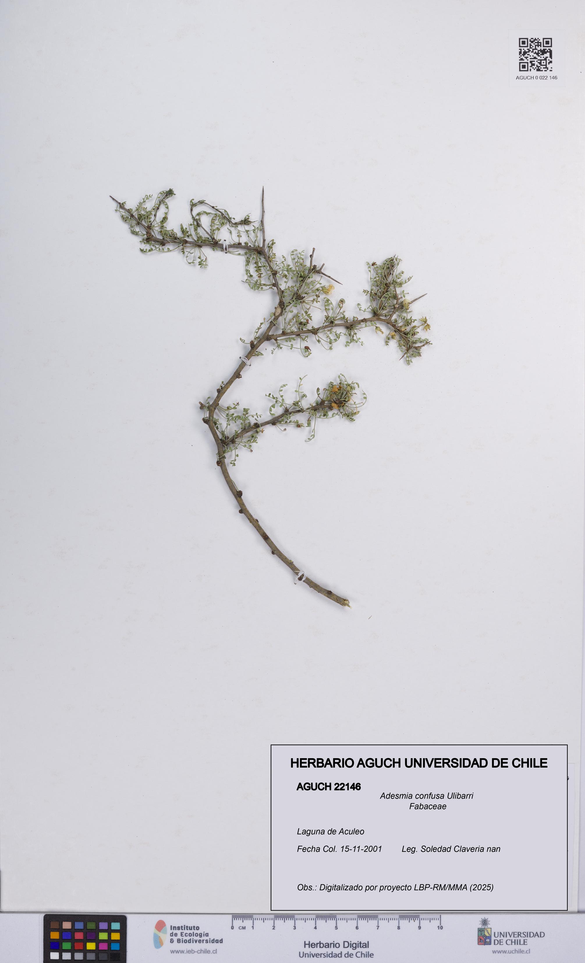 Adesmia confusa [Espécimen: UCH:AGUCH:0022146]