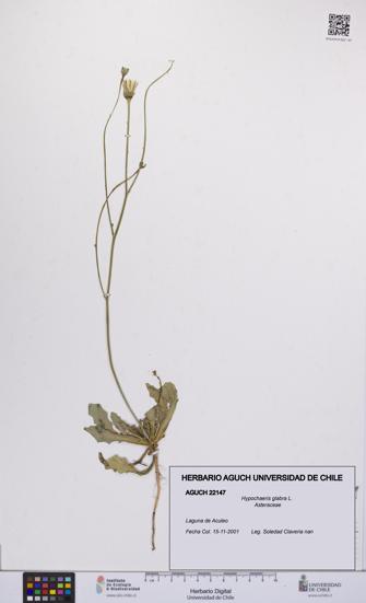 Hypochaeris glabra [Espécimen: UCH:AGUCH:0022147]