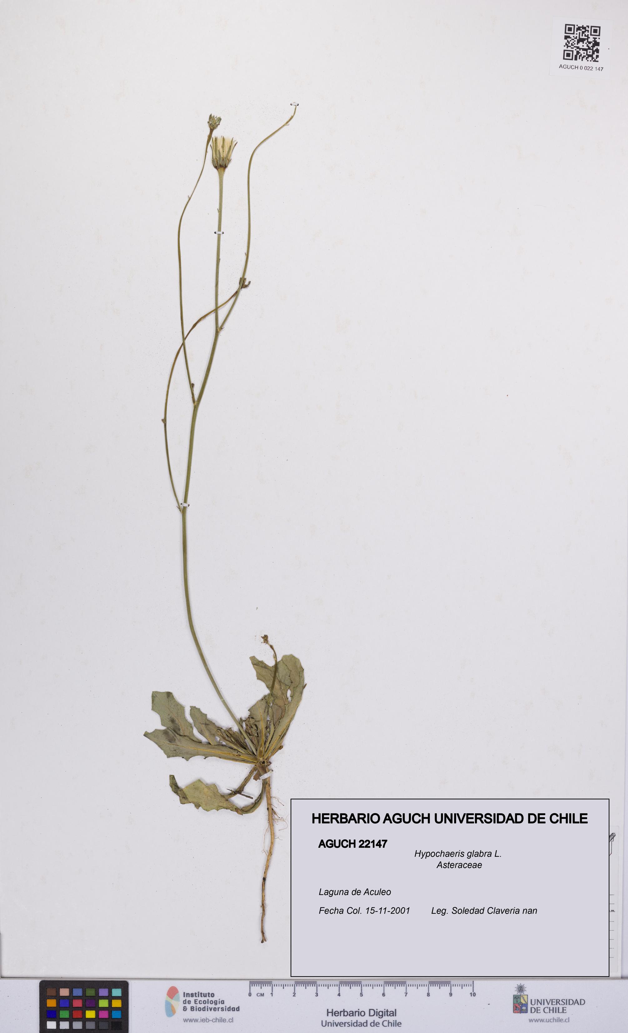 Hypochaeris glabra [Espécimen: UCH:AGUCH:0022147]