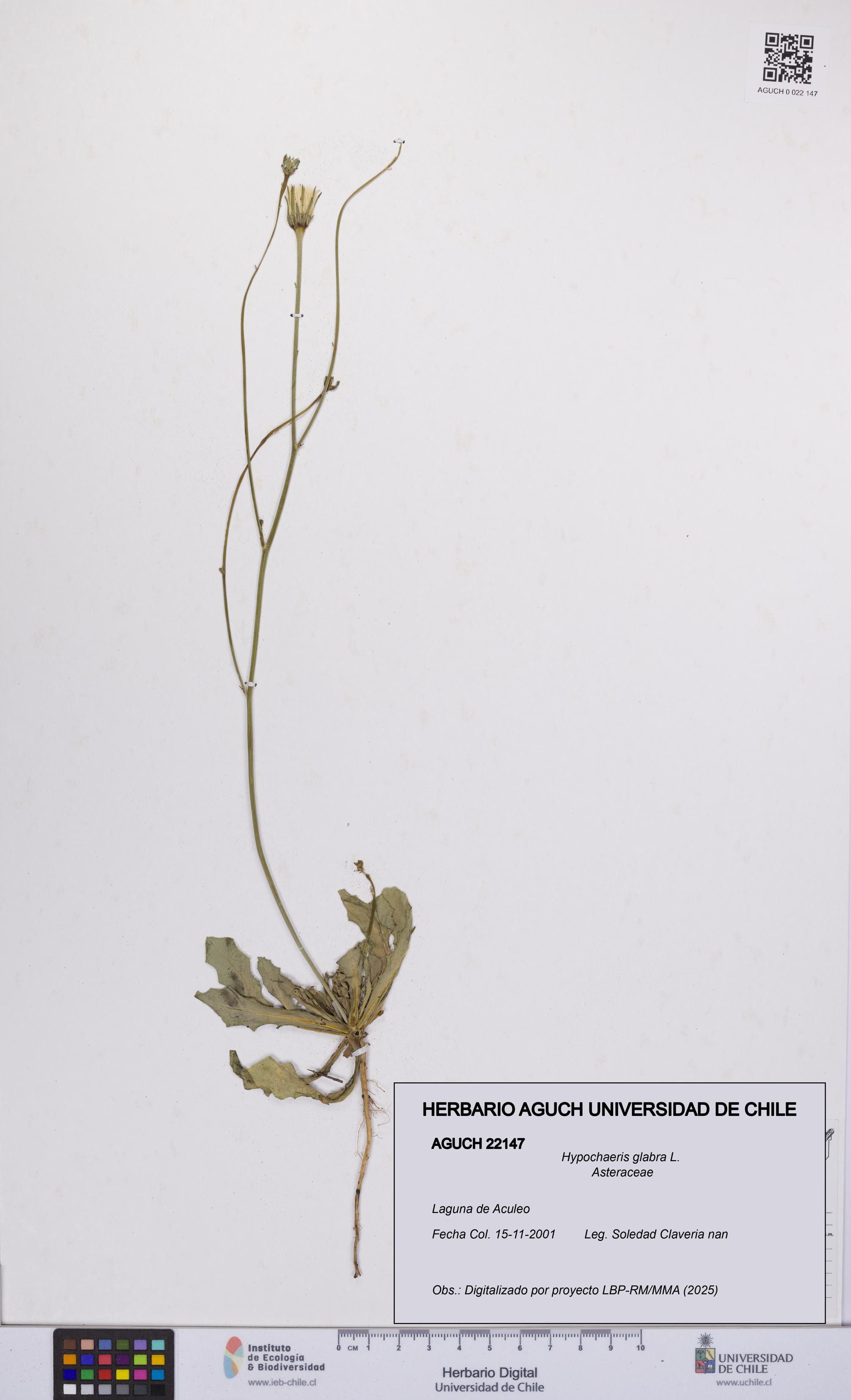 Hypochaeris glabra [Espécimen: UCH:AGUCH:0022147]