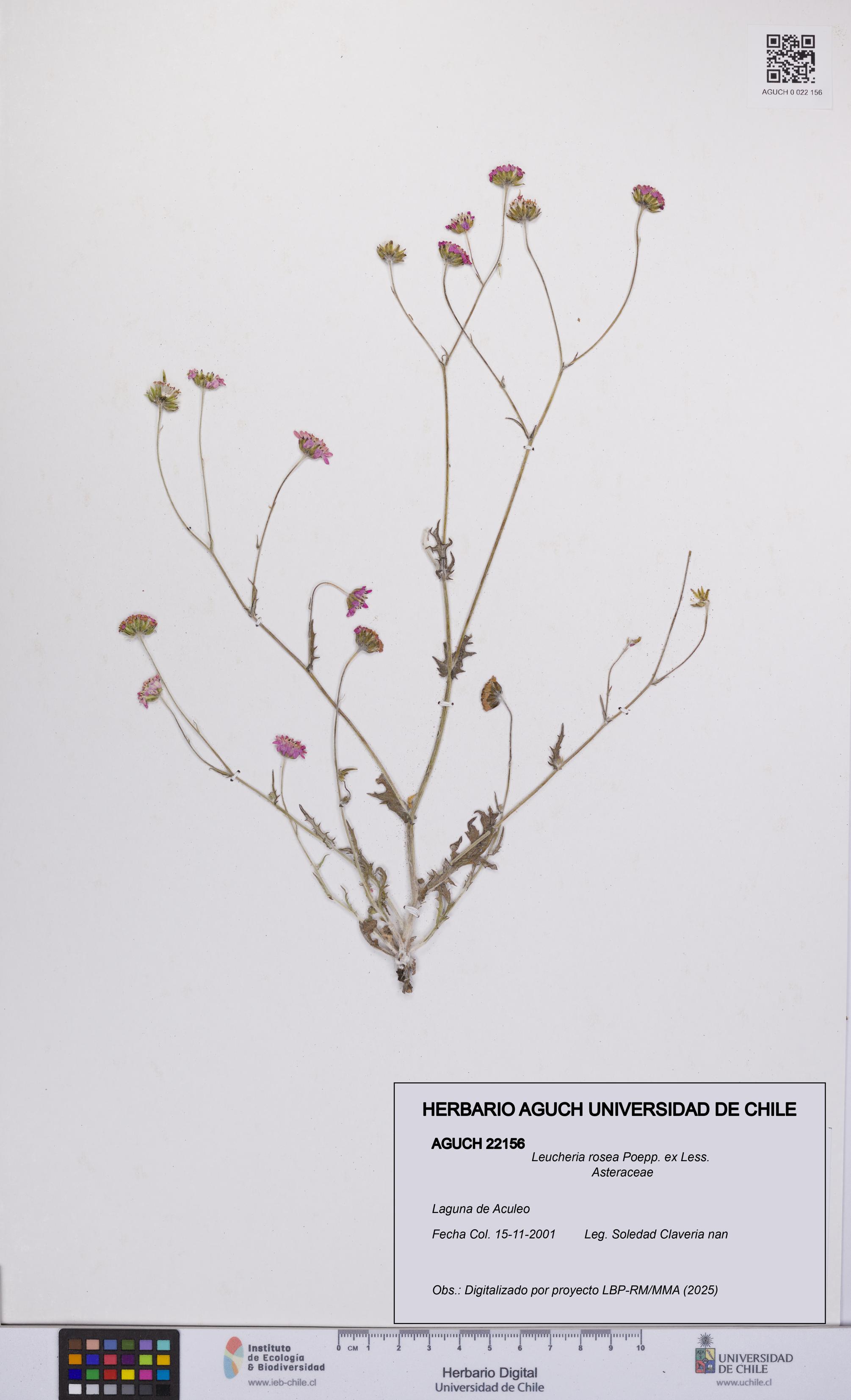 Leucheria rosea [Espécimen: UCH:AGUCH:0022156]