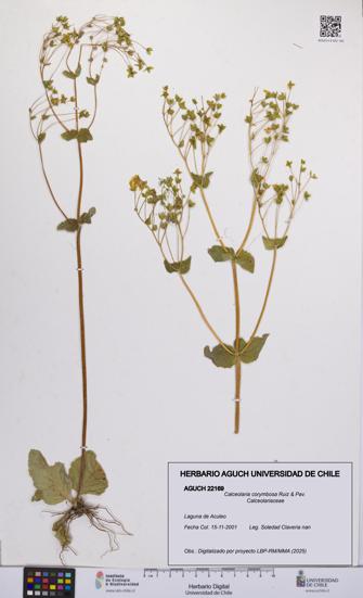 Calceolaria corymbosa [Espécimen: UCH:AGUCH:0022169]
