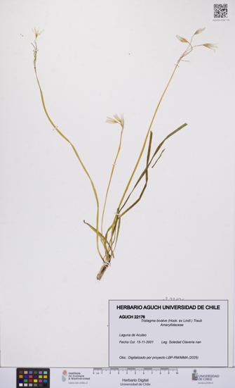 Tristagma bivalve [Espécimen: UCH:AGUCH:0022176]