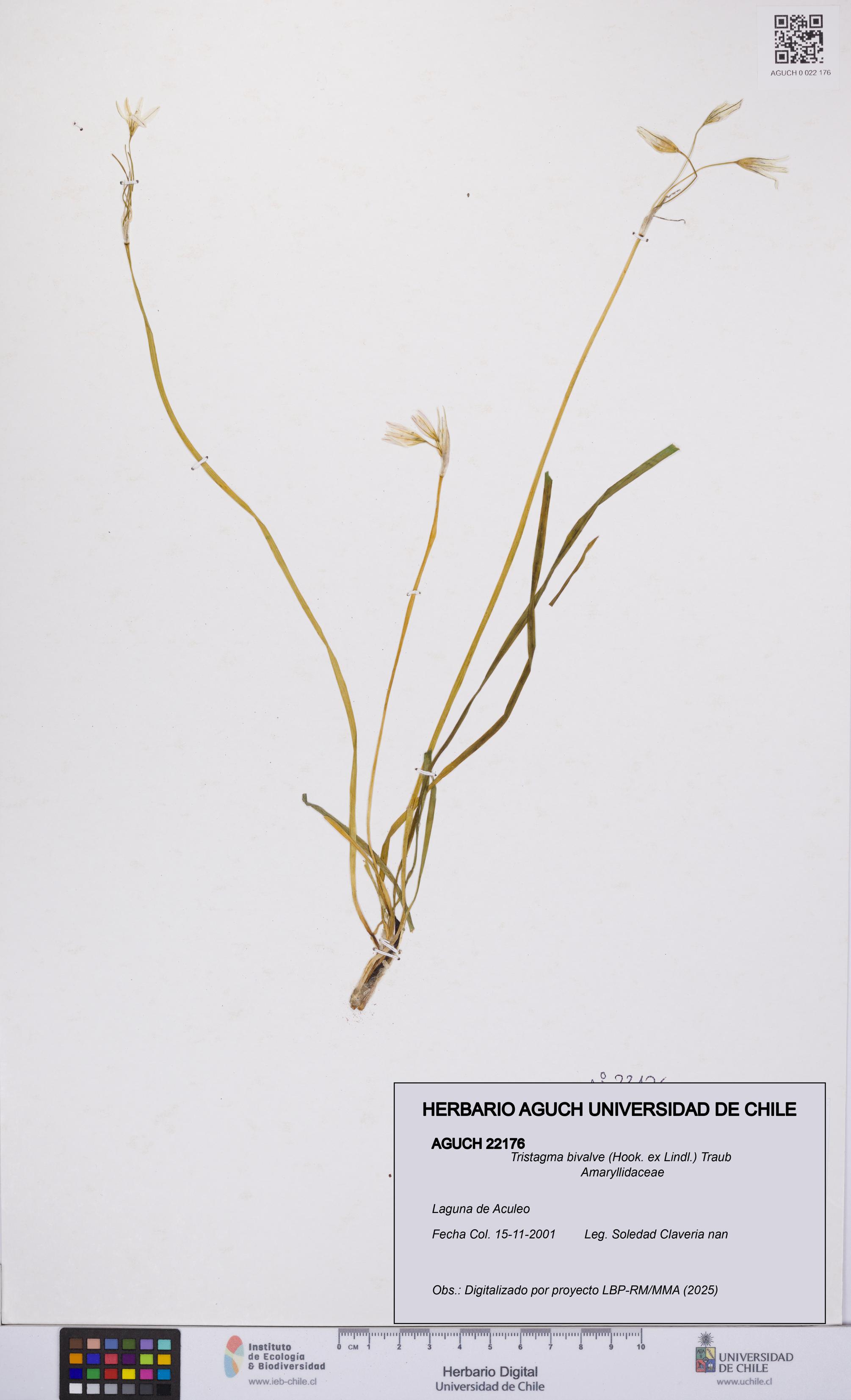 Tristagma bivalve [Espécimen: UCH:AGUCH:0022176]