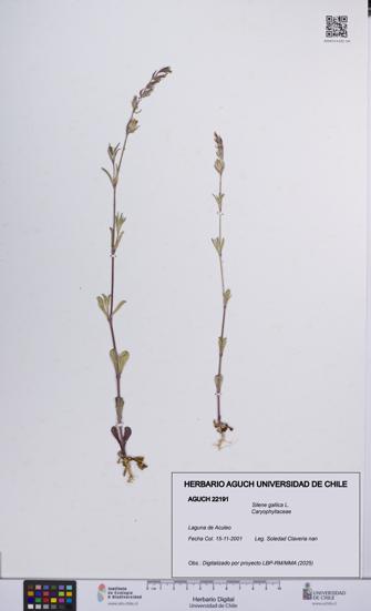 Silene gallica [Espécimen: UCH:AGUCH:0022191]