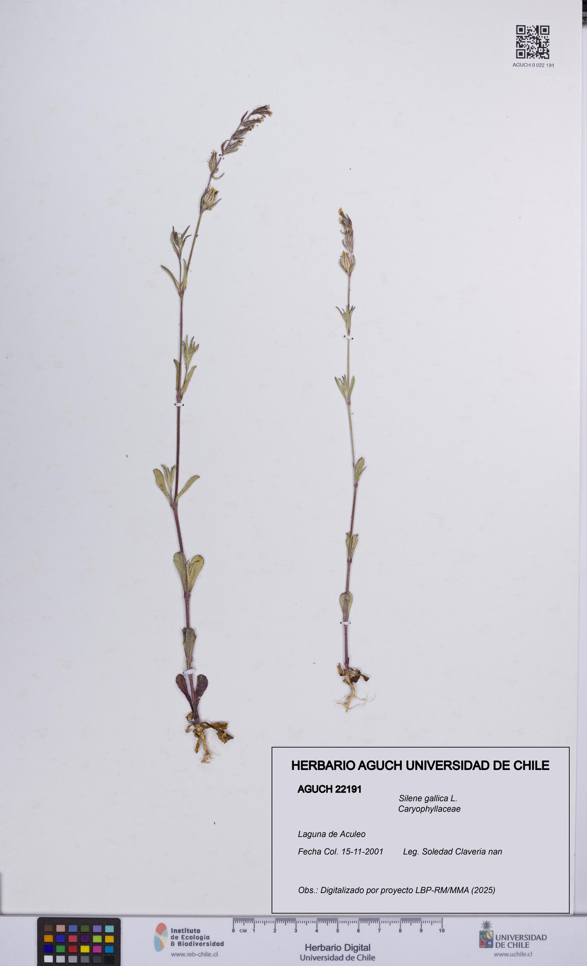 Silene gallica [Espécimen: UCH:AGUCH:0022191]