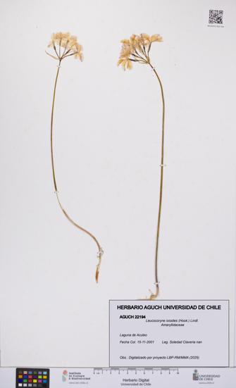 Leucocoryne ixioides [Espécimen: UCH:AGUCH:0022194]