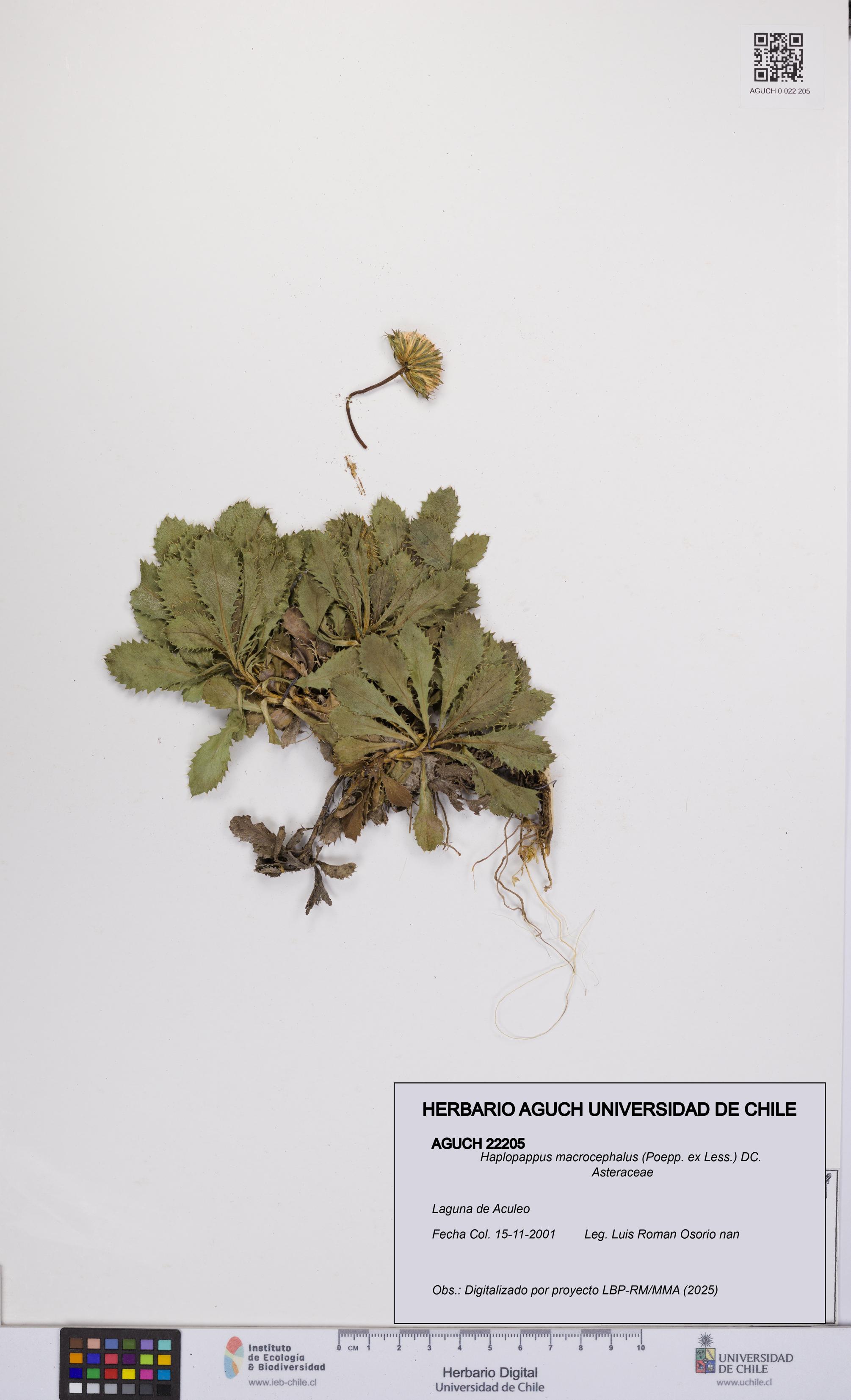 Haplopappus macrocephalus [Espécimen: UCH:AGUCH:0022205]